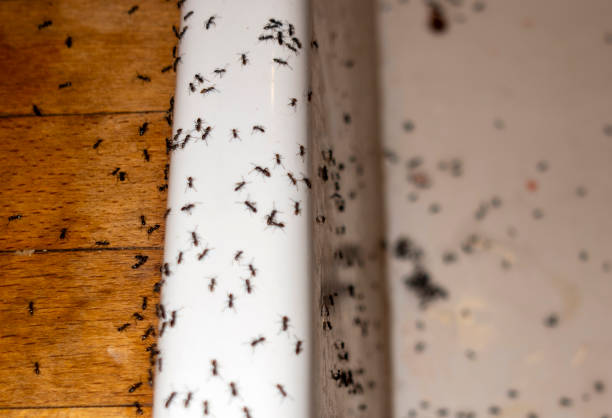 Best Emergency Pest Control  in Grand Blanc, MI